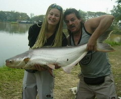 Giant mekong catfish chiangmai