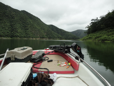 giant snakehead Bhumibol lake near chiang mai