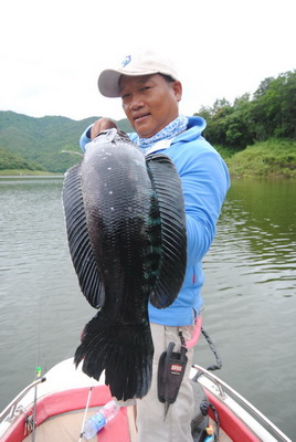 giant snakehead Bhumibol lake near chiang mai