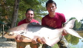 Mekong giant catfish chiangmai thailand