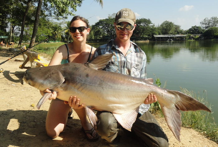 Mekong giant catfish