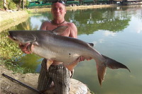 giant mekong catfish thailand