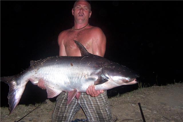 giant mekong catfish chiangmai