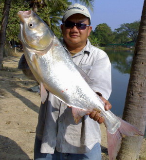 chinese carp @ bor sang lake chiang mai