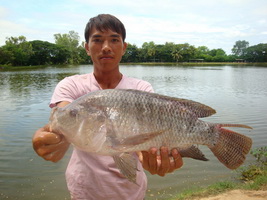 tilapia thailand