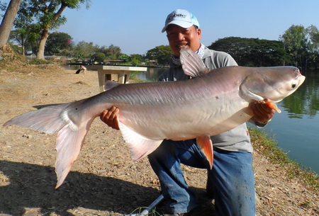 mekong giant catfish
