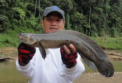 bullseyes snakehead fishing cheowlan ( chiew lan ) suratthani