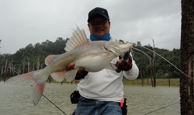 spine catfish lure fishing in cheowlan