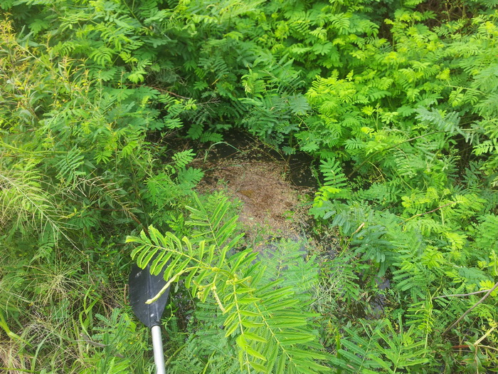 Giant snakehead's nest