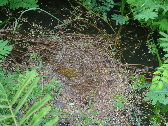 Giant snakehead's nest