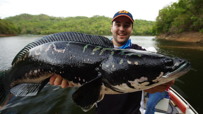 toman wild fishing thailand