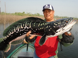 giant snakehead chiang mai
