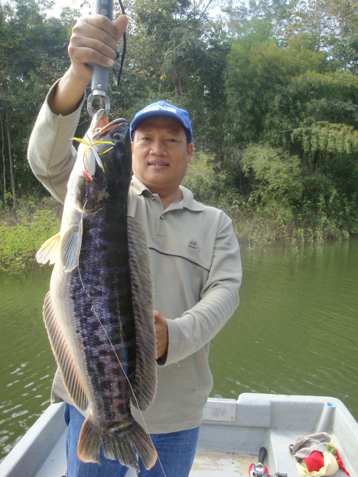 adult giant snakehead thailand