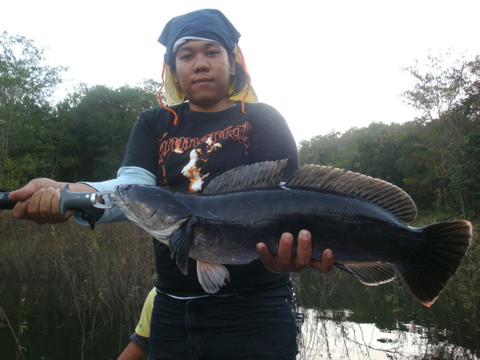 chacoal giant snakehead thailand