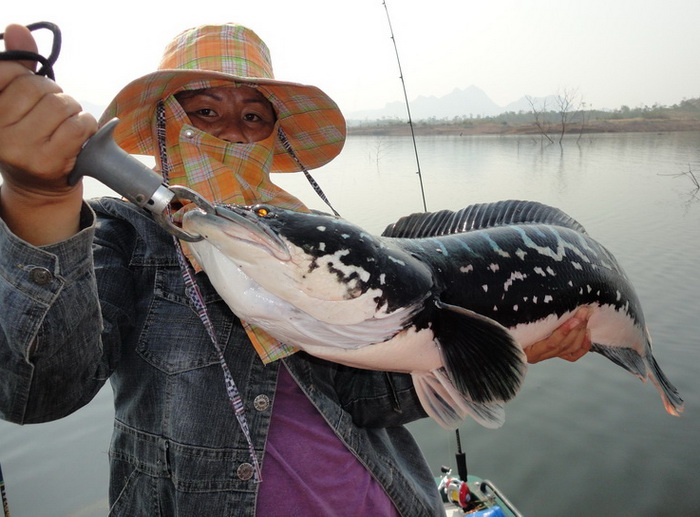 Giant snakehead thailand