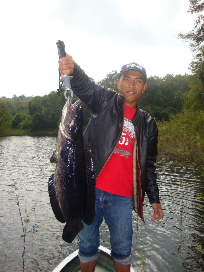 chacoal giant snakehead chiangmai thailand