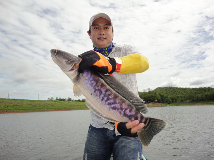 giant snakehead fishing phayao