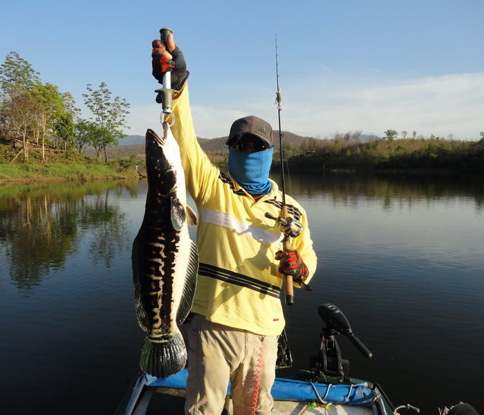 Giant snakehead chiang mai