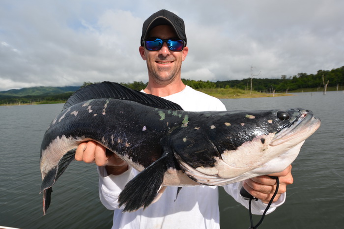 big size giant snakehead