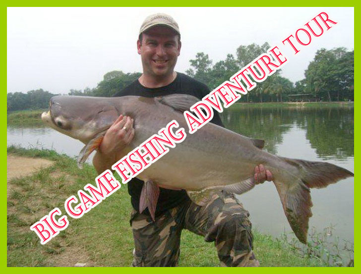 Giant mekong catfish chiang mai