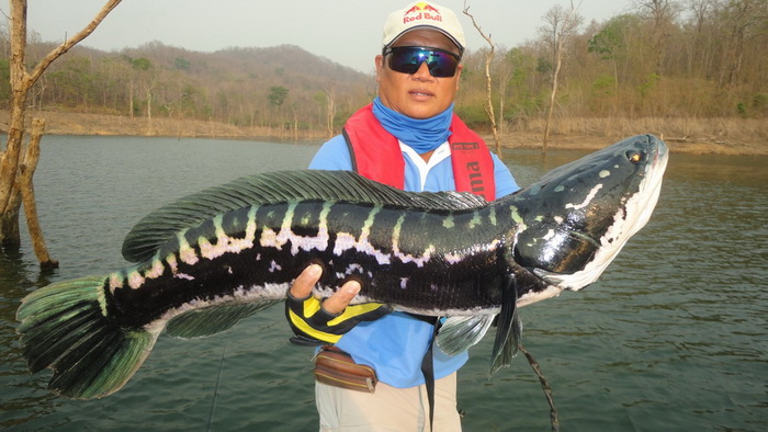 giant snakehead thailand