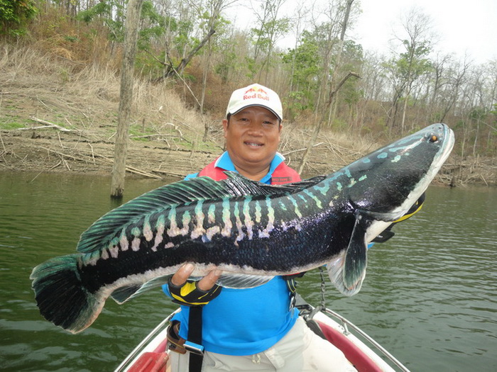 giant snakehead chiang mai