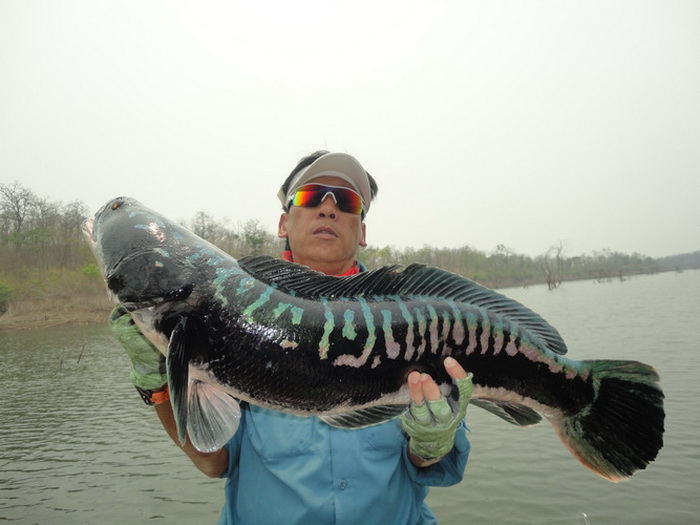 Giant snakehead thailand