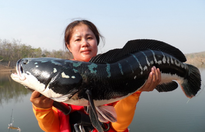 giant snakehead chiang mai northern thailand
