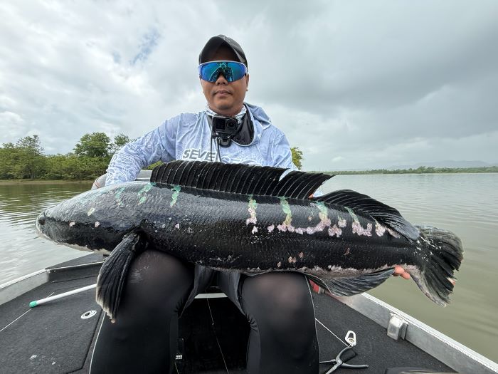 giant_snakehead