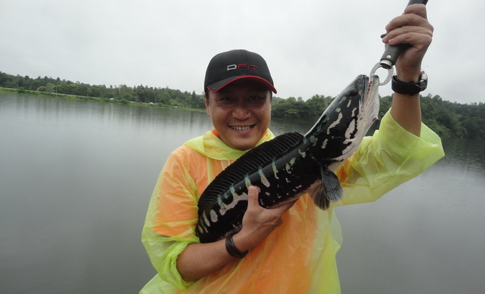 Giant snakehead lampang