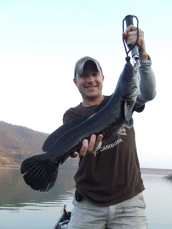 giant snakehead thailand