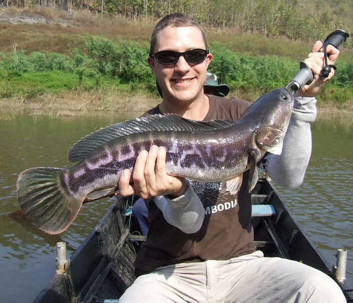 giant snakehead chiang mai