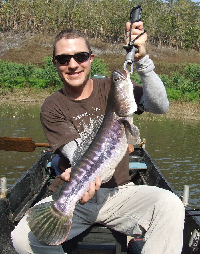 ⁮nt snakehead chiang mai