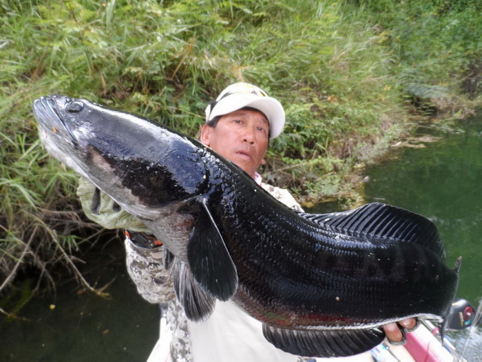 black snakehead