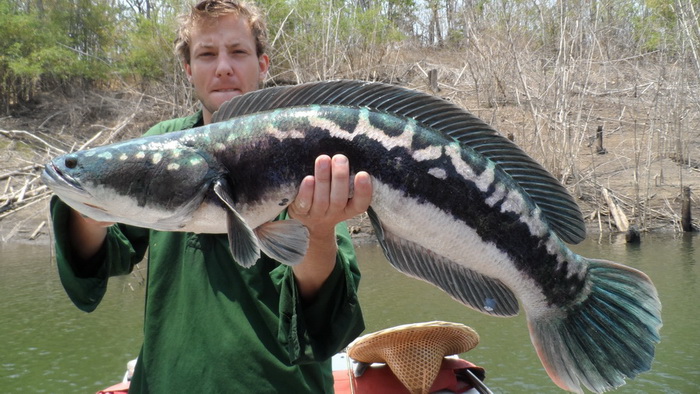 giant snakehead chiang mai northern thailand