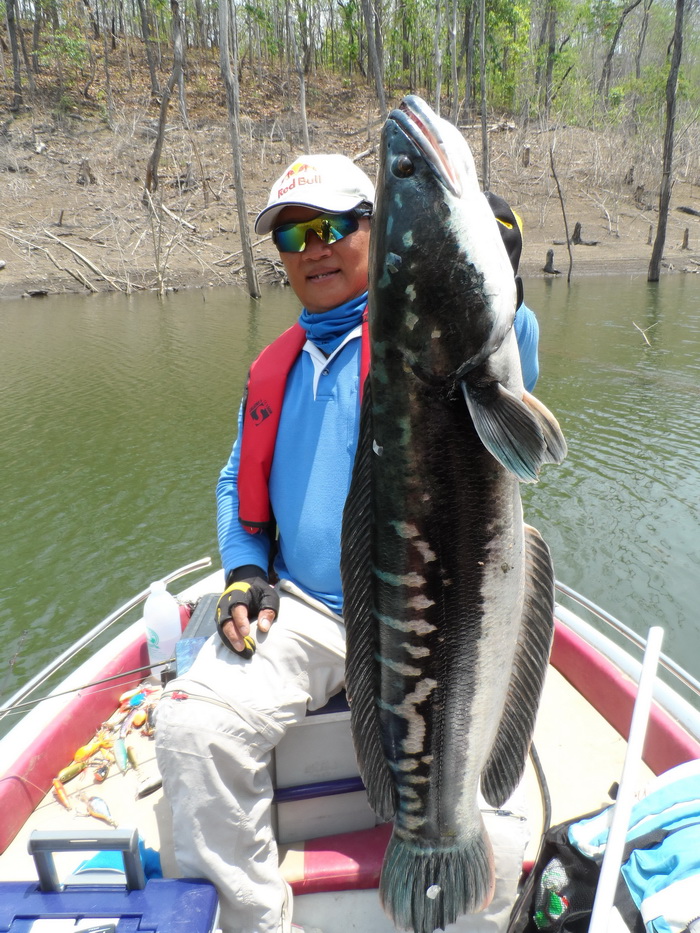 giant snakehead thailand