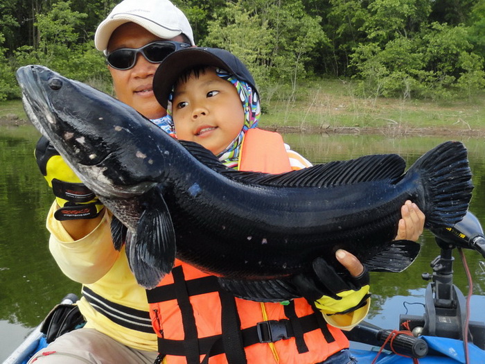 chacoal giant snakehead thailand