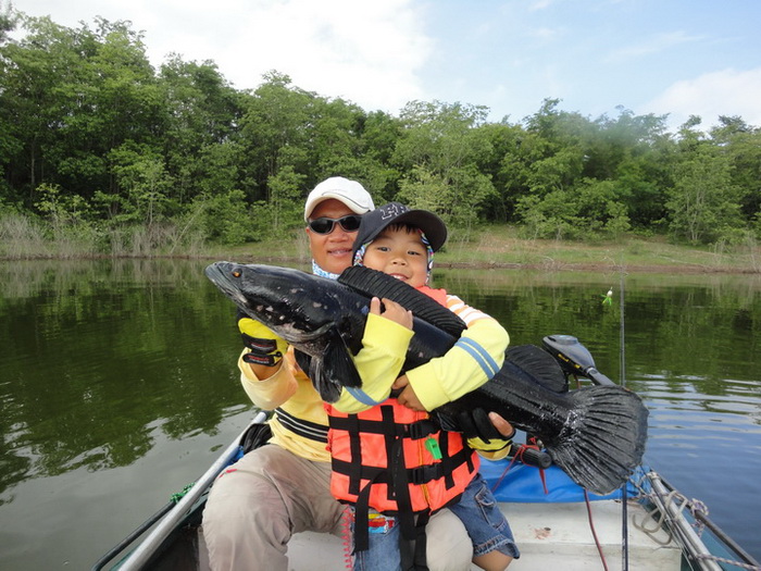 Giant snakehead thailand