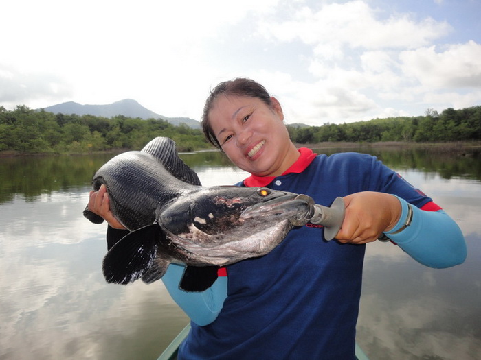 Chacoal giant snakehead thailand