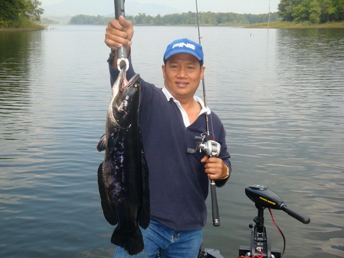 chacoal giant snakehead chiang mai