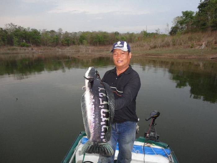 Giant snakehead thailand