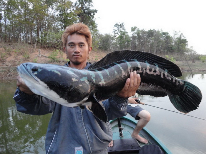 Giant snakehead chiang mai