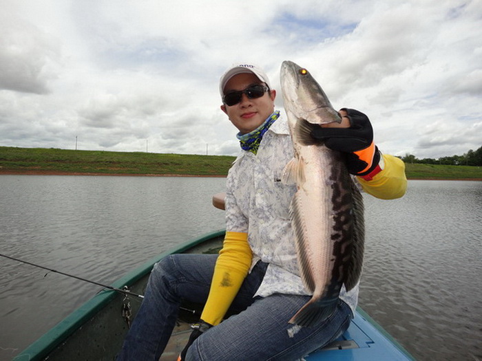 giant snakehead chiangmai