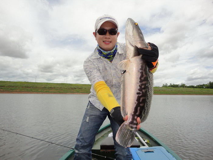 giant snake head fishing phayao