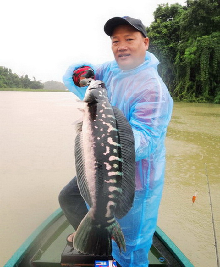 Giant snake head fish chiang mai