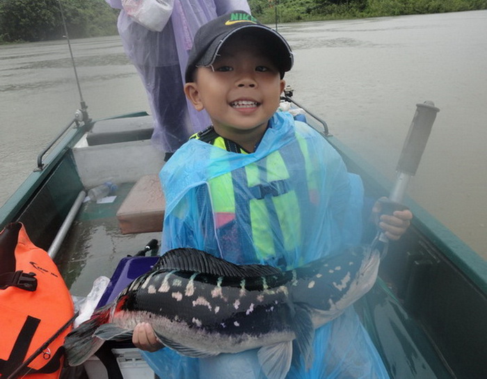 Giant snake head fish chiang mai