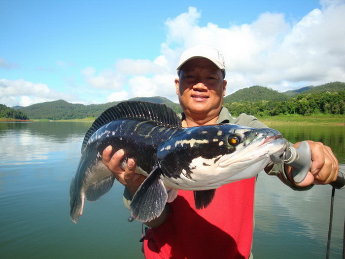 giant snakehead's mom thailand