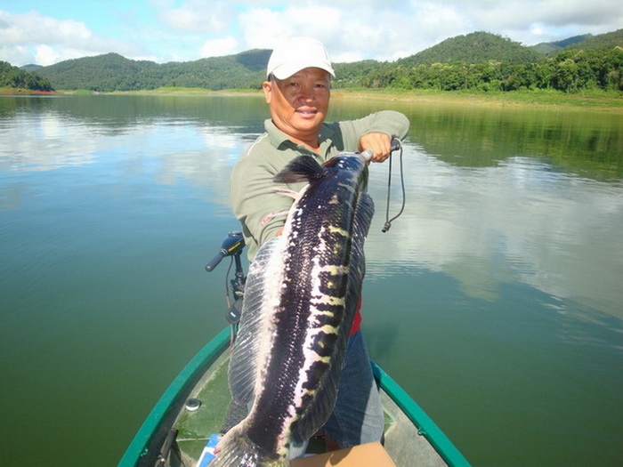 giant snakehead's mom thailand
