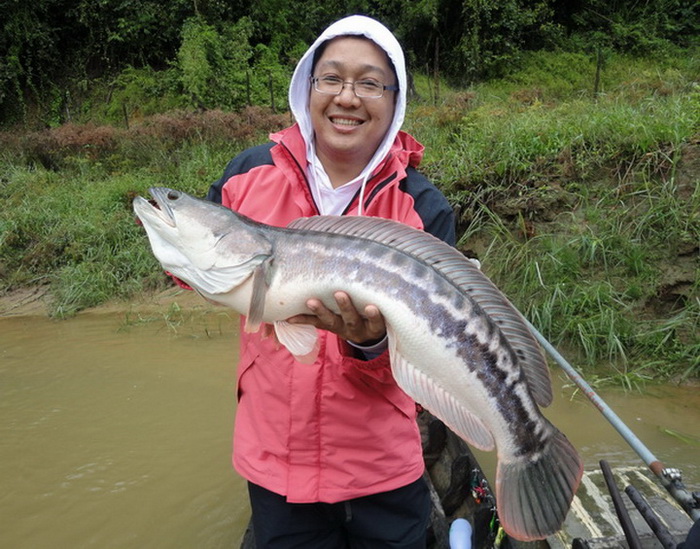 giant snakehead thailand