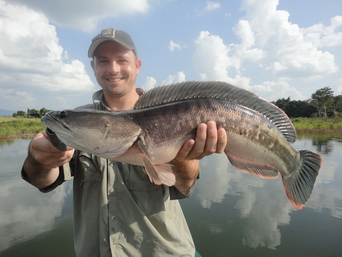 7 kgs Giant snakehead's parent thailand